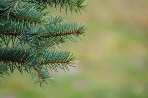 Background, abstraction of Christmas tree twigs with needles on a blurry photo