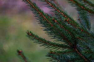 abstraction of Christmas tree twigs with needles on a blurry Background photo