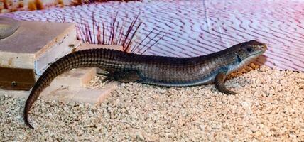 Gerrhosaurus major or Sudan plated lizard photo