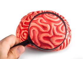 Rubber brain seen with the magnifying glass photo