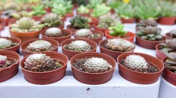 Close-up of many cactus in the pots at the market video