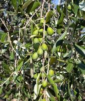Olive branch with Tuscan olives photo