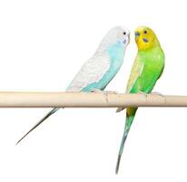 Two Budgie sit on a perch photo