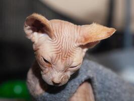 Portrait of sphinx cat with yellow eyes. photo