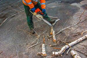 A municipal service worker cuts the branches of a tree. Greening of urban trees photo