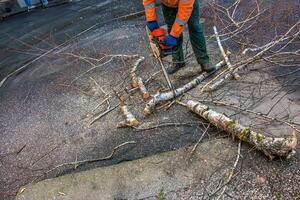 A municipal service worker cuts the branches of a tree. Greening of urban trees photo