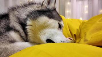 Pet toys on a yellow background. A large dog enthusiastically plays with a toy. Funny video