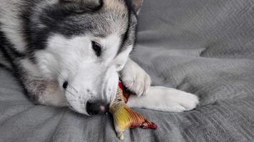 hund gnager fisk medan liggande på de soffa. alaskan malamute har roligt med en leksak. närbild av en Lycklig, lekfull sällskapsdjur. video