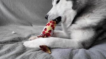 Tired dog lies on the bed and plays with a toy for animals. video