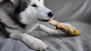 perro jugando con su favorito juguete mientras acostado en el sofá. contento siberiano laika tomando el sol en un gris antecedentes con su pez. video