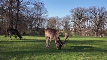 Hirsch Paar Stehen auf üppig Grün Feld video