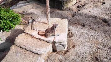 Erdmännchen im das Zoo bewachen ihr Gebiet. Tiere Stehen auf Felsen im Zoo video