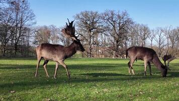 Two Deer Grazing in Field With Trees video