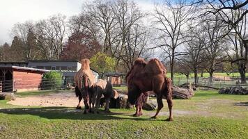 Group of Camels Walking in Fenced Area video