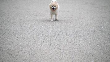 poméranien chien est souriant, mignonne chien permanent sur le plage, chien Extérieur portrait en marchant sur océan plage, chien court Heureusement sur une sablonneux plage video