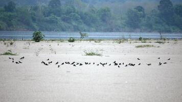 gregge di uccelli prendere il sole su il spiaggia, un' gregge di uccelli su il sabbia di il fiume e molti di loro prendere per il Ali contro il cielo, gregge di uccelli prendere il sole su il spiaggia video