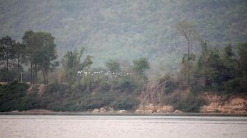 Herde von Vögel fliegend über das Fluss, ein Herde von Störche fliegend niedrig über das Fluss im das Abend, Antenne Flug mit Vögel fliegend um über tropisch Urwald Regenwald video