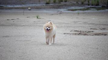 pomeranian hund är leende, söt hund stående på de strand, hund utomhus- porträtt gående på hav strand, hund kör lyckligt på en sandig strand video