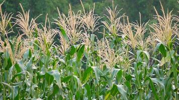 veld- met groen maïs, groen maïs veld- met maïs kolven dichtbij omhoog, maïs plantage veld, platteland video