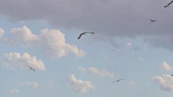 vrij meeuwen vliegend in bewolkt lucht filmmateriaal. video