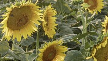 tournesols balançant le vent lent dans le domaine video