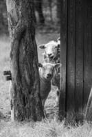 Sheeps in westphalia photo