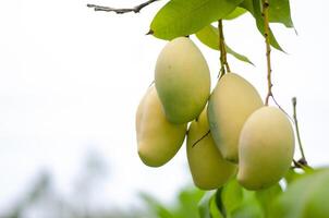 de cerca manojo de pequeño mangos desde un árbol ese yo tener creciente a hogar. Copiar espacio foto