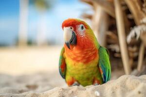 Cute bright colorful parrot on the white sand in the beach. photo