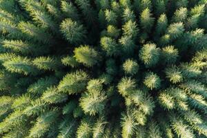 Pine forest top view. Carboon net zero concept background photo