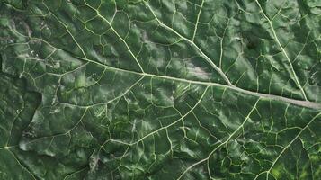 green leaf texture background. photo