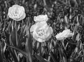 Tulips in the netherlands photo