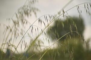 Grass waves moved by the wind photo