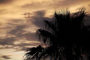 Silhouette of palm trees at sunset 2 photo