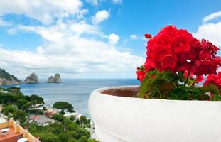 Red geraniums with Faraglioni in background, Capri island. photo