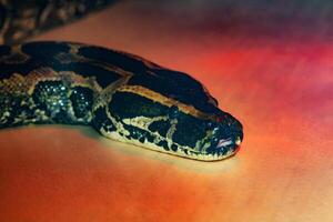 Snake python close up under red light photo