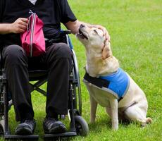Labrador guide dog and his disabled owner photo