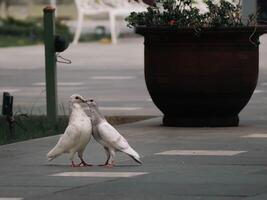 Side view of two loving white dove kissing photo