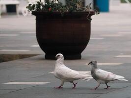 lado ver de dos amoroso blanco paloma caminar en un línea foto
