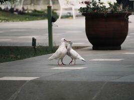 Side view of two loving white dove kissing photo