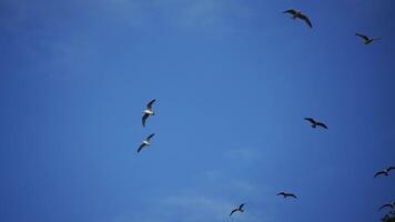 Seagulls flying against the blue sky. Flock of birds soars in the sky. Slow motion. video