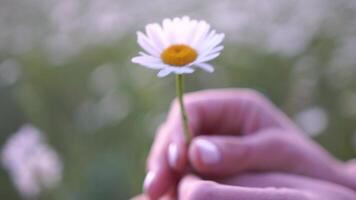 une femme est en portant une blanc fleur dans sa main. le fleur est une Marguerite, et il est le seulement fleur dans le image. le femme main est en portant le fleur doucement, et le scène transmet une sens de calme. video