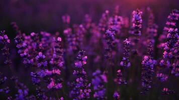 avena agricolo campo Visualizza con un' lavanda campo nel il sfondo. rurale la zona. illustrare avena coltivazione Visualizza. avena agricolo campo siamo uno di il del mondo più sano e maggior parte nutriente Alimenti video