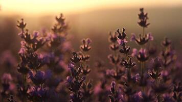 Sunset Blooming lavender field. Selective focus. Lavender flower spring background with beautiful purple colors and bokeh lights. Provence, France. Close up. video