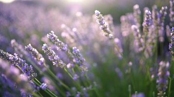 Lavandin Feld Sonnenaufgang. Sonnenuntergang leuchtet das Blühen Felder von Lavendel. schleppend Bewegung, dof, schließen hoch. malerisch Aussicht von das endlos aromatisch Felder von Lavendel. video