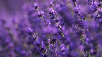 fioritura lavanda campo. bellissimo viola fiori. regionale biologico coltivazione. video