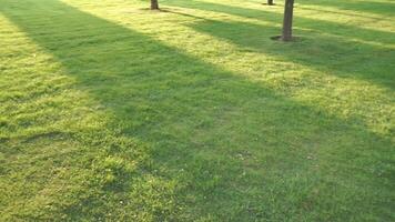 un' grande verde campo con un' albero nel il sfondo. il erba è lussureggiante e ben mantenuto. video