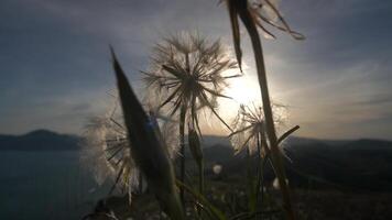 A field of flowers with a sun in the background. The sun is shining on the flowers, making them look like they are glowing. Scene is peaceful and serene, as the flowers and sun create a beautiful. video