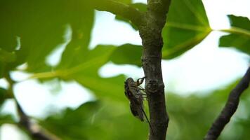 Footage of the intense buzzing of cicadas. The cicada sits on a fig tree. Slow Recording. Cicada Lyristes plebejus. video
