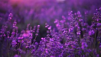 floreciente lavanda campo. hermosa púrpura flores regional orgánico cultivo. video