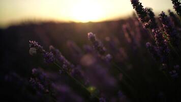 Lavandin field sunrise. Sunset illuminates the blooming fields of lavender. Slow motion, dof, close up. Picturesque view of the endless aromatic fields of lavender. video